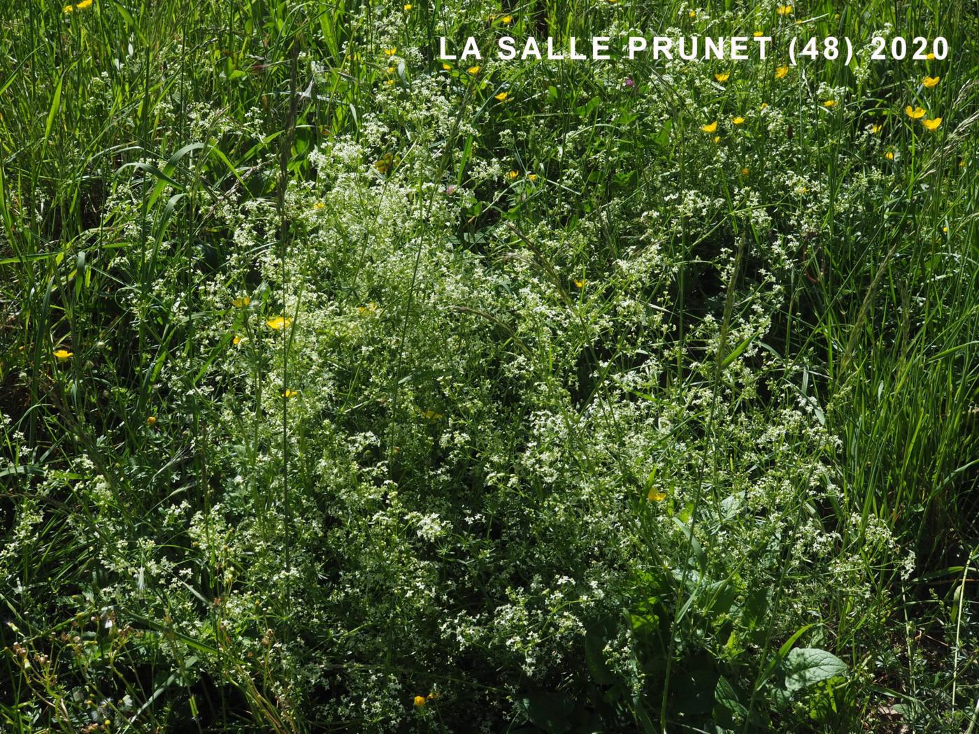 Bedstraw, Great Erect Hedge plant